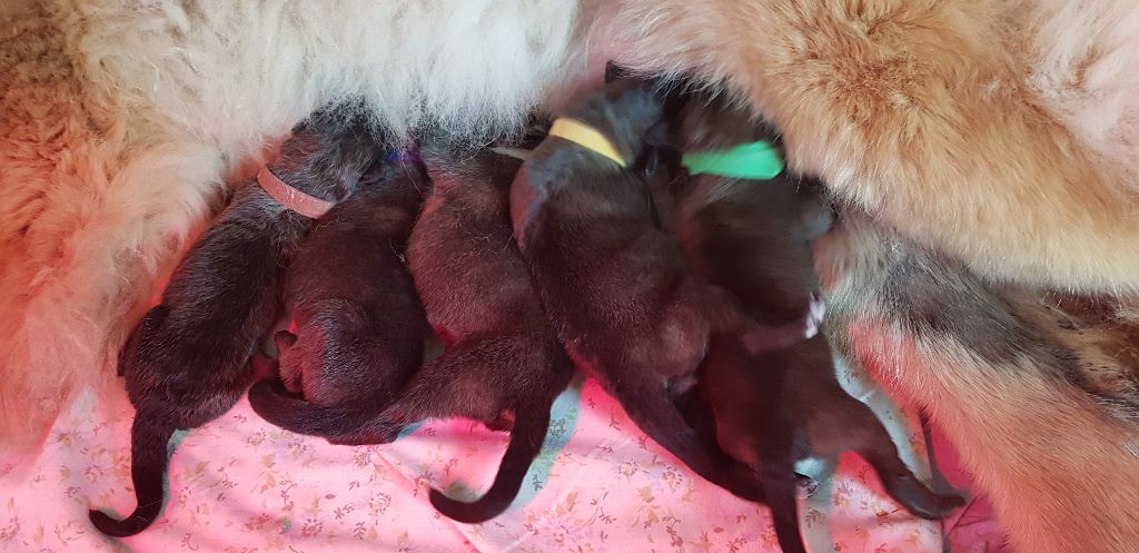 Du Haie Des Saules - Leonberger - Portée née le 07/02/2019