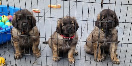 Du Haie Des Saules - Leonberger - Portée née le 12/09/2022