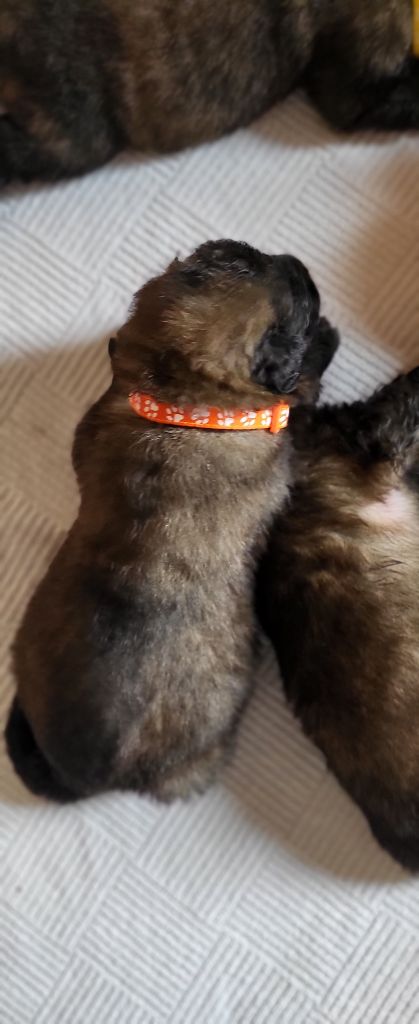 Du Haie Des Saules - Leonberger - Portée née le 31/08/2023