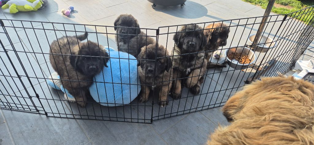 Du Haie Des Saules - Leonberger - Portée née le 24/04/2025