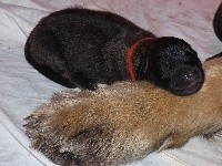 CHIOT