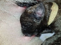 CHIOT