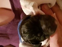 CHIOT