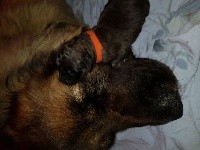 CHIOT
