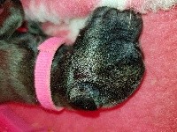 CHIOT