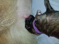 CHIOT