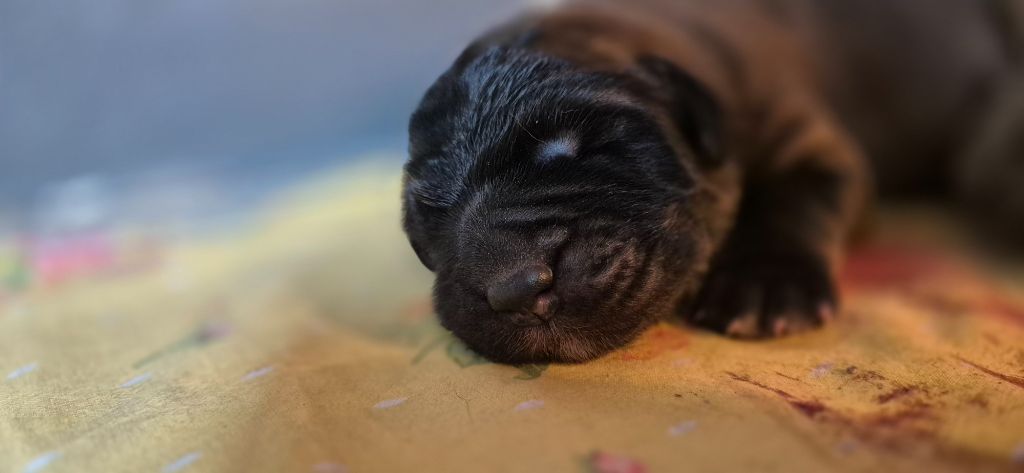 Du Haie Des Saules - Leonberger - Portée née le 11/10/2024