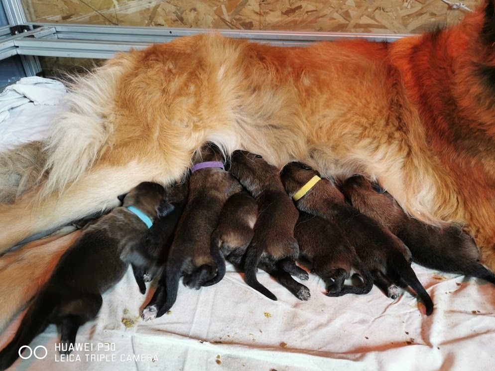 Du Haie Des Saules - Leonberger - Portée née le 16/08/2020