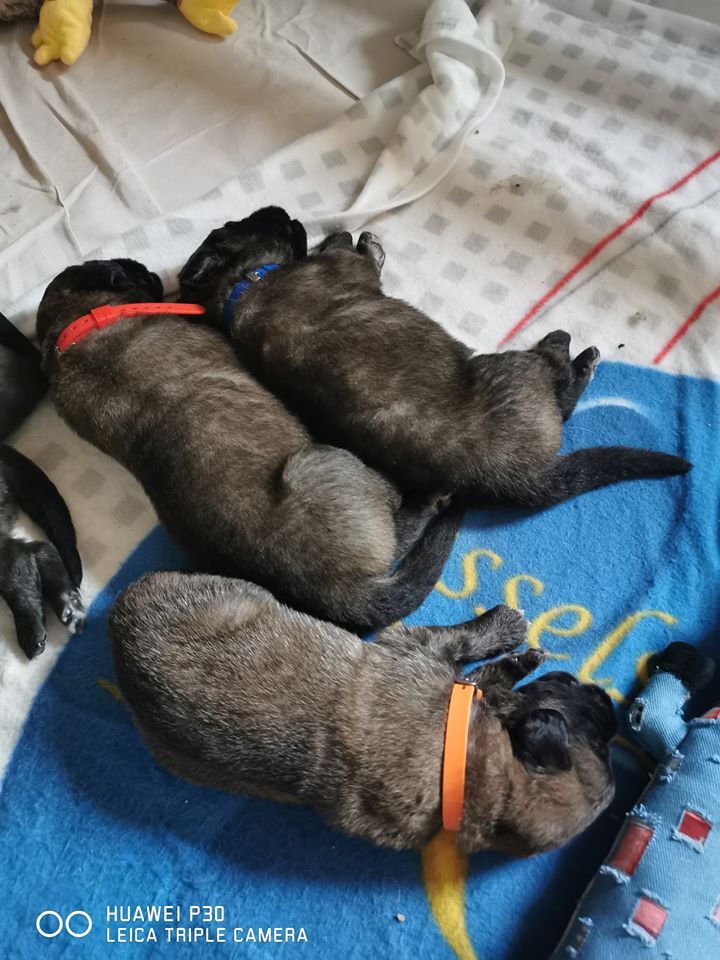 Du Haie Des Saules - Leonberger - Portée née le 03/02/2020